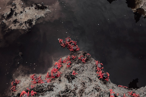 VIVANT, a Cultural Season for Biodiversity – Register your action