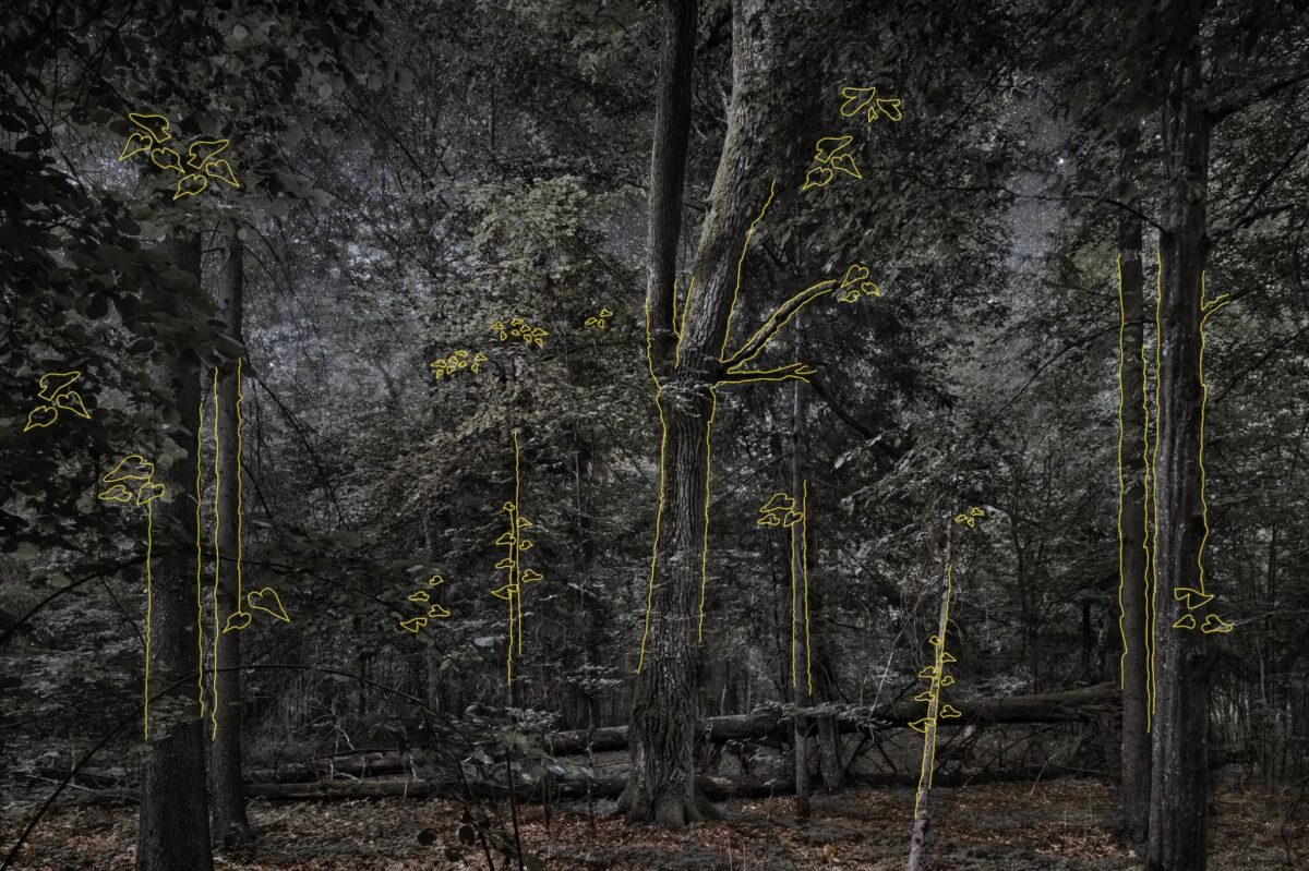 LE CHANT DES FORETS, MAIF Social Club, Paris