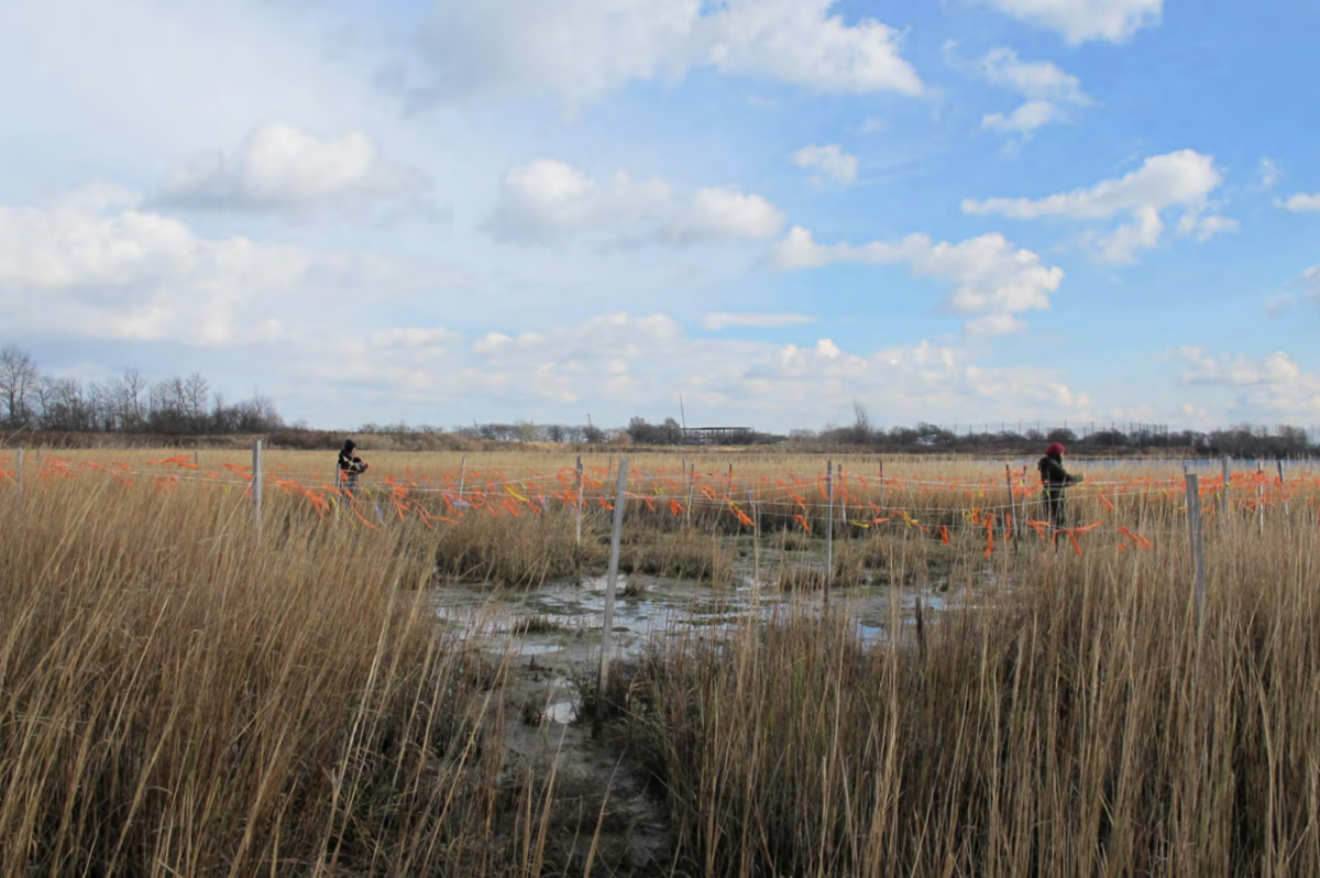 ECOSYSTEM RESTORATION WITH NATIVE PLANTS workshops, protecting freshly planted saltmarsh with flags, Marine Park, New York City, 2018