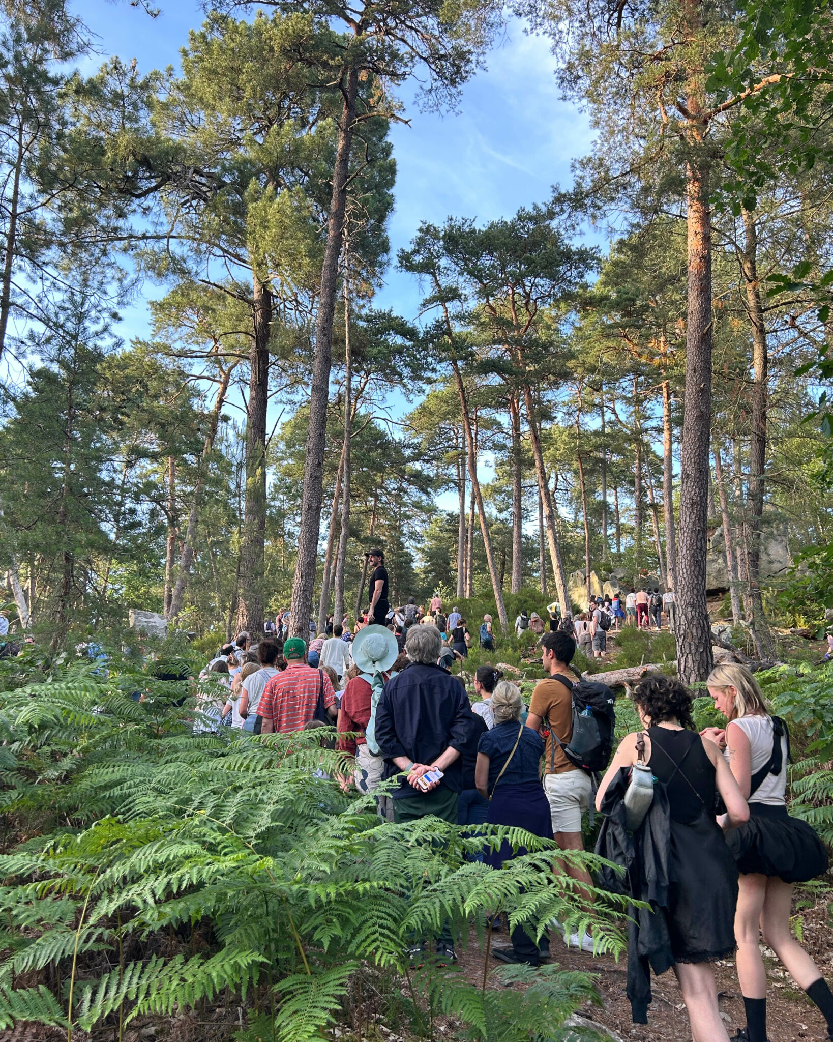 Les Nuits des Forêts en forêt de Fontainebleau
